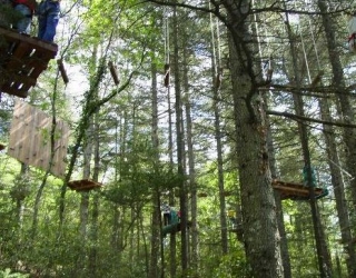 Muévele entre árboles centenarios 